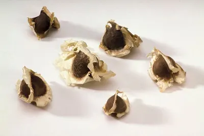 Black Garlic