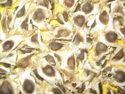 Operculum Gigas Sundried