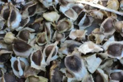 Moringa Seeds by Sharon Maganga