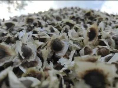 Moringa Seeds by Ashmi Corporation