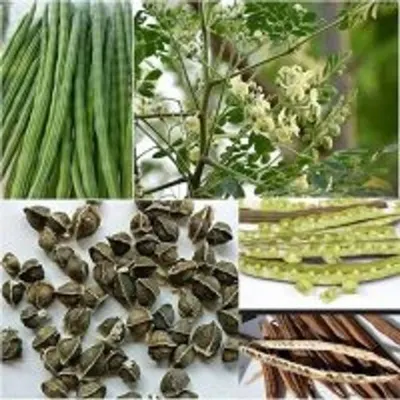 Moringa Seeds