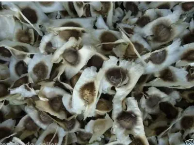 Moringa Seeds