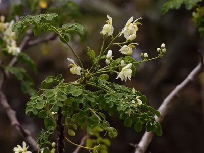 Tribulus Terrestris