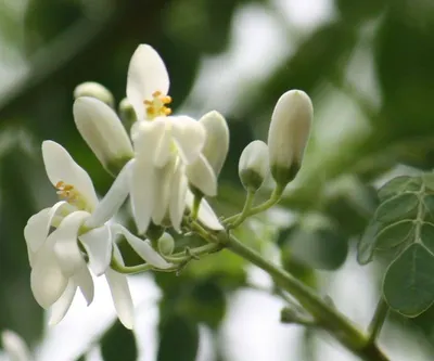 Jasmine Flower