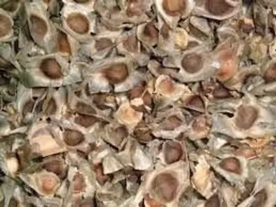 Palm Shell Kernel