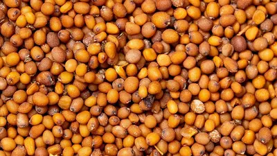 Pigeon Peas