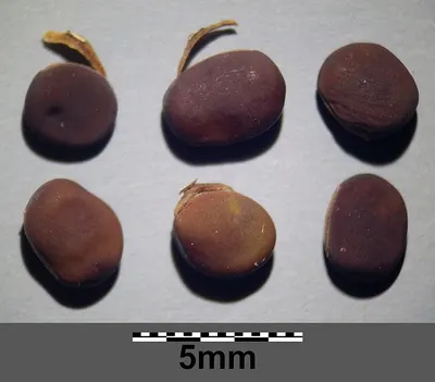 Grape Seeds