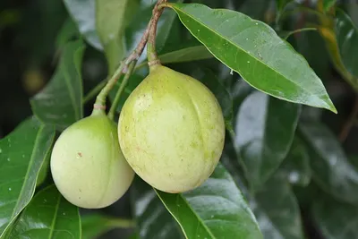Thai Guava Direct from Brazil