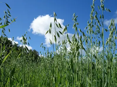 Alfalfa, corn, oats, food