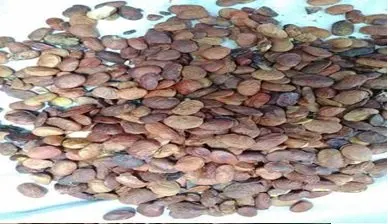 Fine Aromatic Cocoa Bean Ferment F1