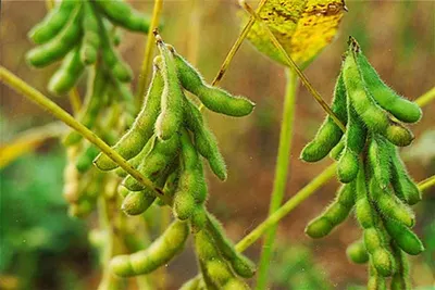 Texturized Pea Proteins