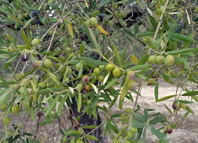 Olive Pits