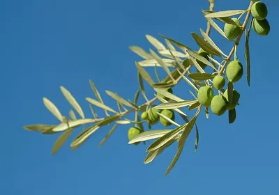 Olive Leaves