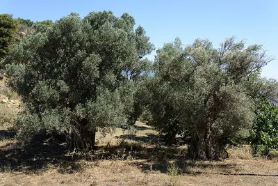 CHEBULIC MYROBALAN, BALHARAD by Mukandi Overseas