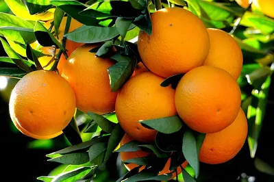 Disperse Orange S-4RL 100% 150%