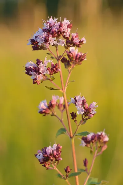 Natural huney from wild flowers