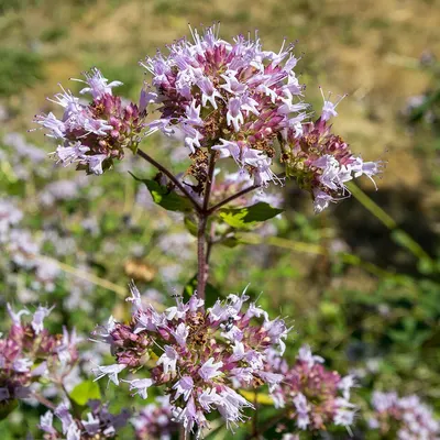 Common Syringa Syringa Vulgaris by Fito-export PE