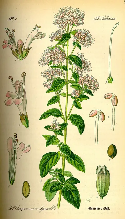 Glycine