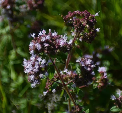 Pennyroyal (conventional)