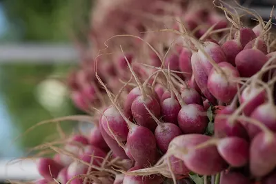 Organic Beet Root