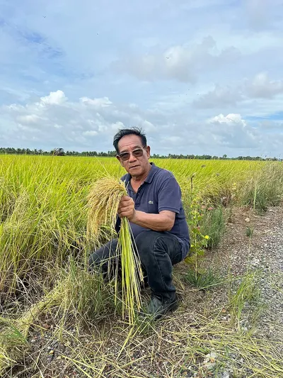 Cho Dao Resources Rice