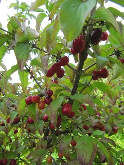 Sweet Cherry Uzbekistan by exporter
