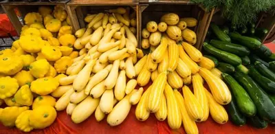 Yellow Squash by 4c Agri-farm Products & Supply