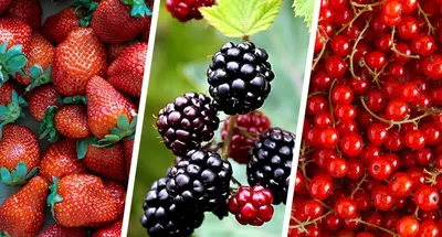 Berry juices,  soft drink - Berry mix, Strawberries, Raspberries, Cherry, Strawberry-lingonberry, Cranberry, Lingonberry