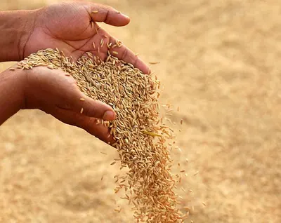 Agriculture Grains