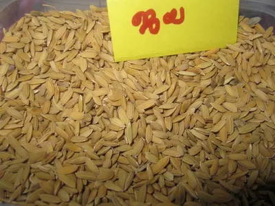 Taiwan Japonica Type Milled Rice 10% Broken