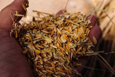 Dil seeds by Subash enterprise