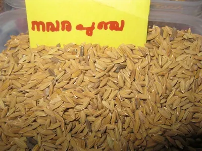 Maida