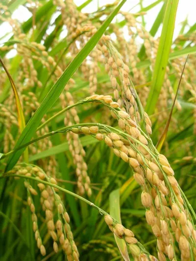 Royal Swad Wheat Bhusa