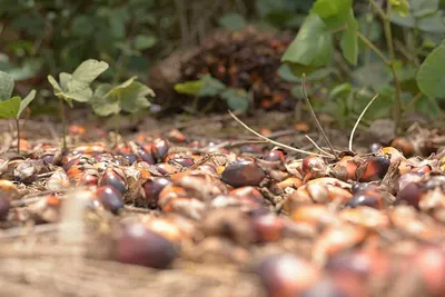 Palm Kernel Products by Pensool Global Resources Limited