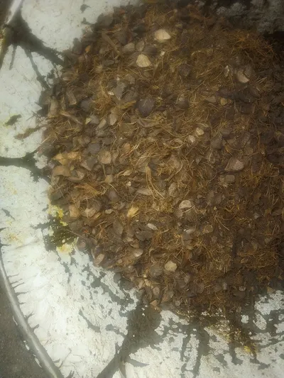 Pest Control Cockroach Bait by Guangzhou Topone Chemical Company