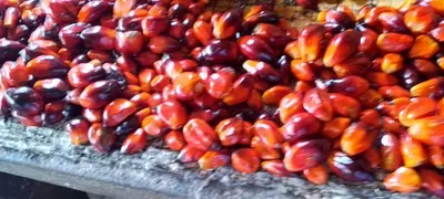 Palm oil CP8
