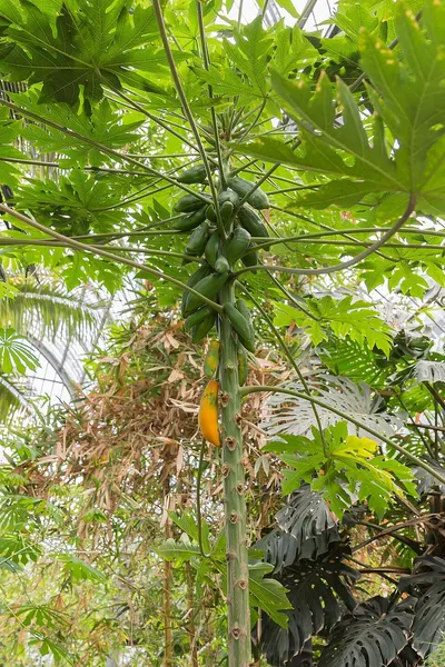 Papaya