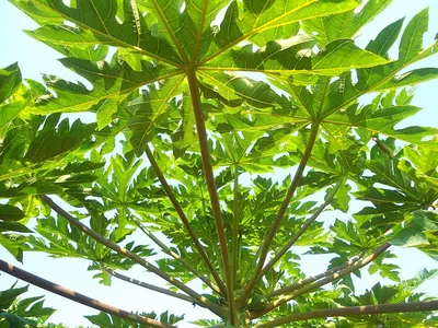 Soursop Leaves