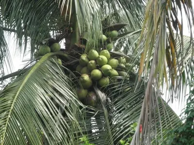 Tender Coconut