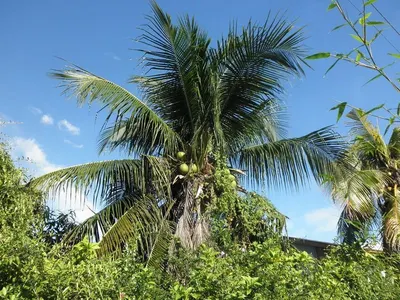Toddy Palm by SK exports