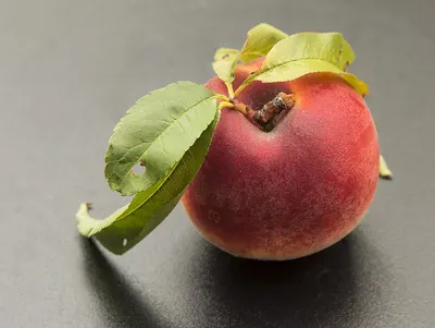 Nectarine by Berrydale Foods Private Limited
