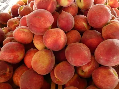 Gala, Idared, Red delicious
