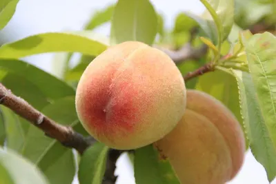 Peach skin