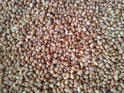 Beans