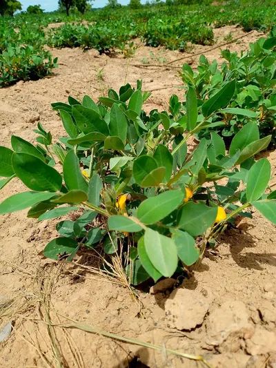 Burgess Vine Buttercup - Bulk Supply