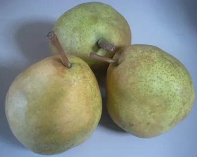 Selling Deveci Pears