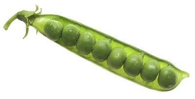Green Nephrite Jade Bangle