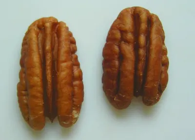 Pecan Nuts by Z methoda resources