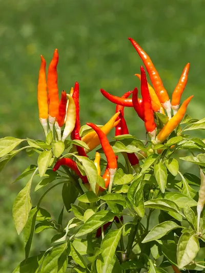 3-5cm Great Quality Bird Eye's Chilli