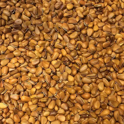 Grains